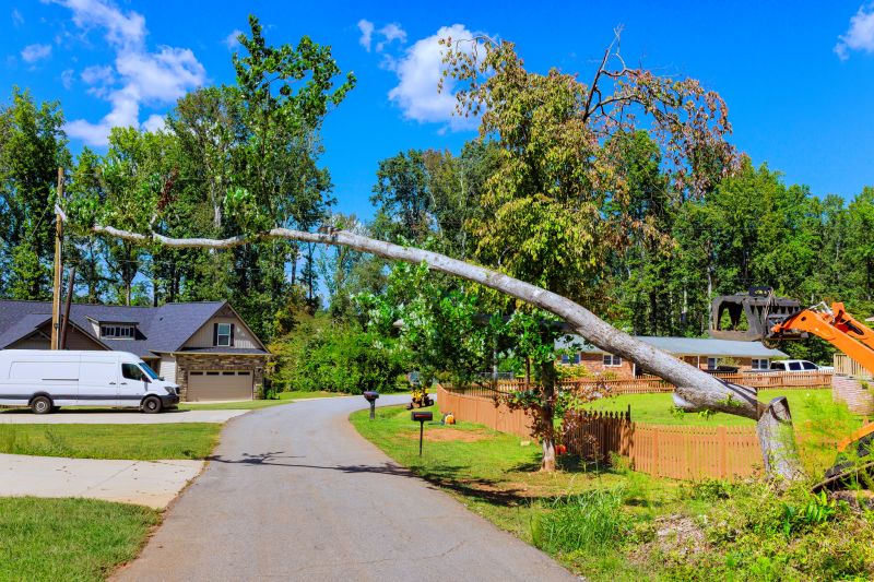 Cost of Dead Tree Removal in Perrysburg, OH