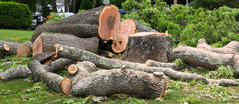 Elm Tree Removal