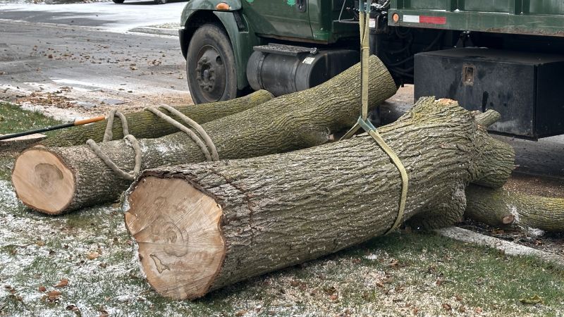 When To Get Tree Removals in Perrysburg