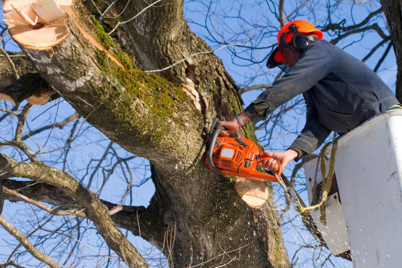 Who Provides Tree Removal Services in Perrysburg