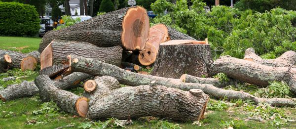 Large Tree Removal in Perrysburg