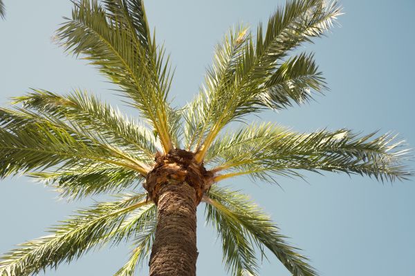 Palm Tree Removal in Perrysburg