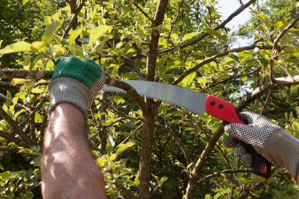 Small Tree Removal in Perrysburg
