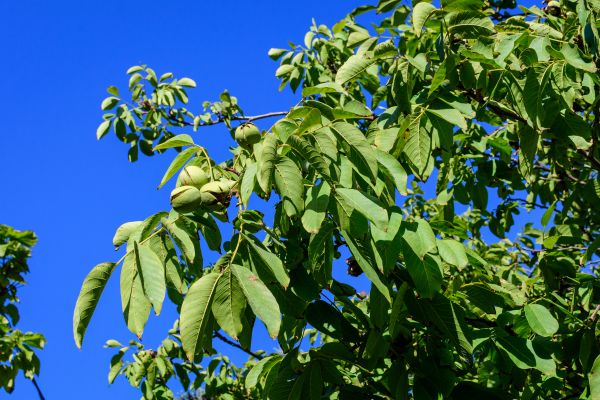 Cost of Walnut Tree Removal in Perrysburg