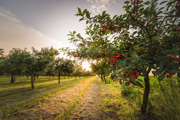 Cost of Cherry Tree Removal in Perrysburg