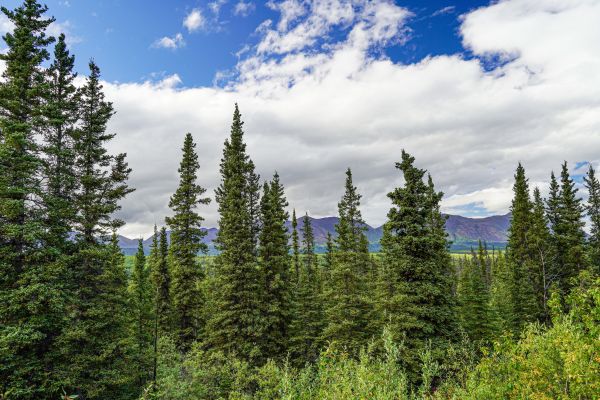 Cost of Spruce Tree Removal in Perrysburg