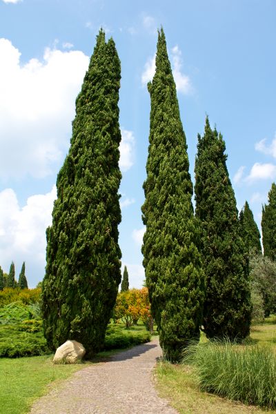 Cost of Cypress Tree Removal in Perrysburg