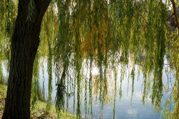Cost of Willow Tree Removal in Perrysburg