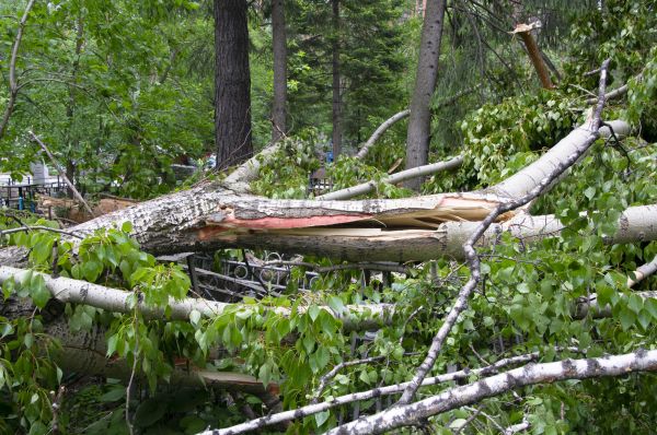 Cost of Birch Tree Removal in Perrysburg