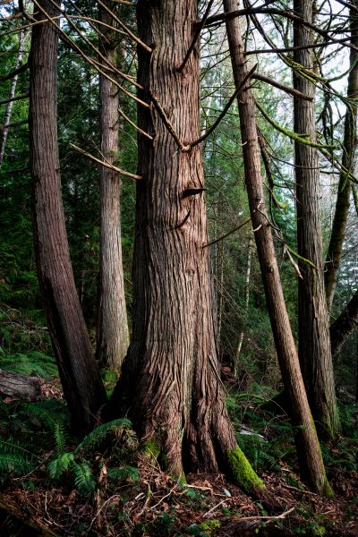 Cost of Cedar Tree Removal in Perrysburg