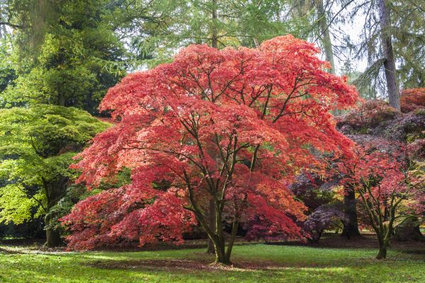 Cost of Maple Tree Removal in Perrysburg