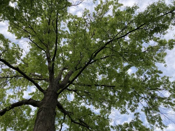 Cost of Oak Tree Removal in Perrysburg