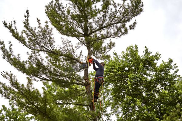 Cost of Pine Tree Removal in Perrysburg