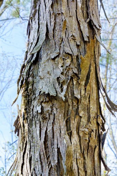 Cost of Hickory Tree Removal in Perrysburg