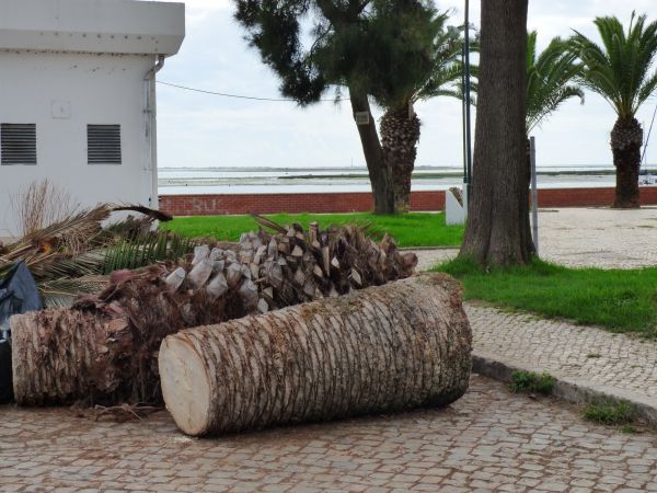 Palm Trees Removal in Perrysburg