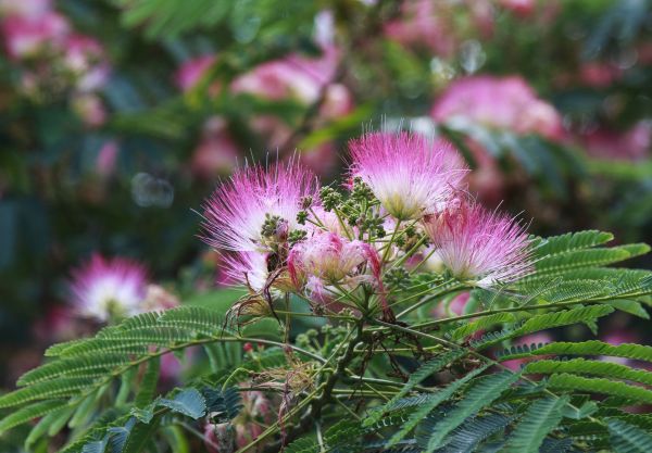 Cost of Mimosa Tree Removal in Perrysburg