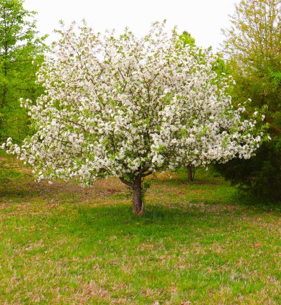 Cost of Dogwood Tree Removal in Perrysburg