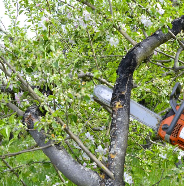 Cost of Apple Tree Removal in Perrysburg