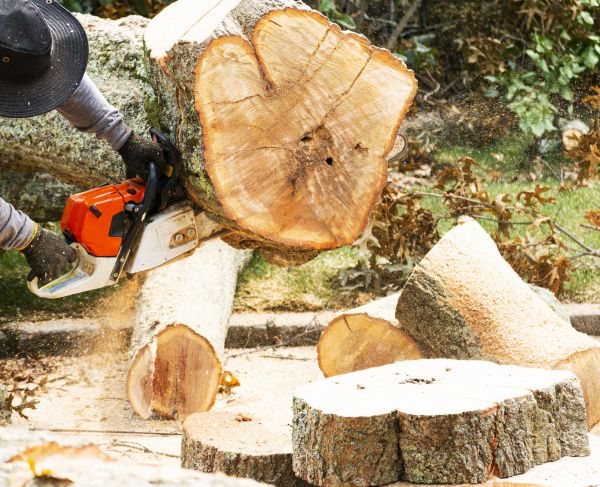 Tree Removal Service in Perrysburg