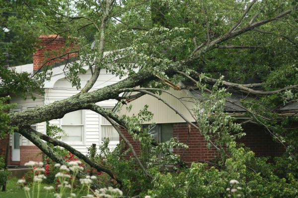 Emergency Tree Removal in Perrysburg