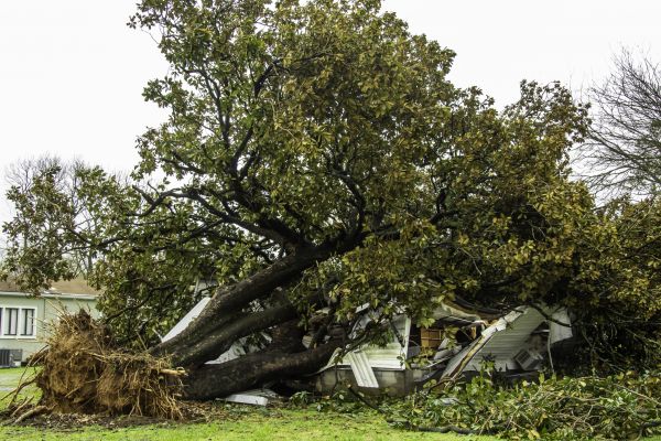 Fallen Tree Removal in Perrysburg