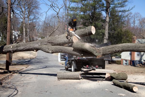 Cost of Residential Tree Removal in Perrysburg