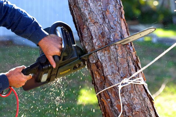Dead Tree Removal in Perrysburg