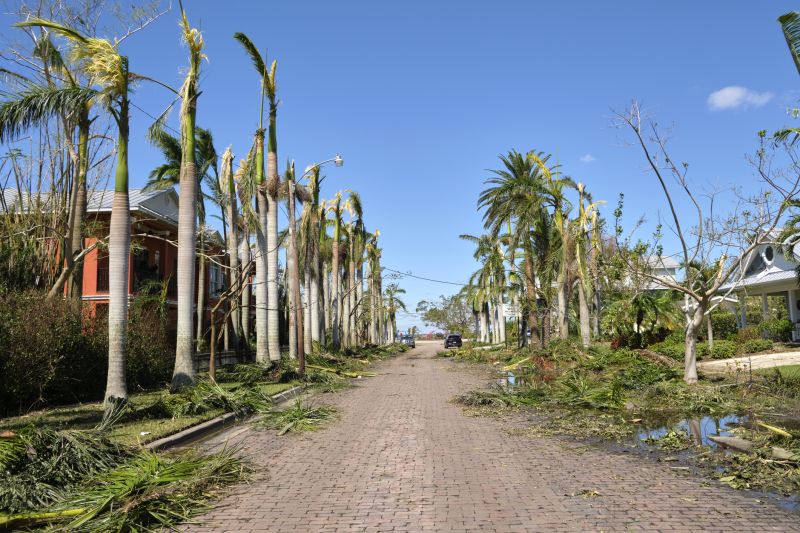 Emergency Tree Removal