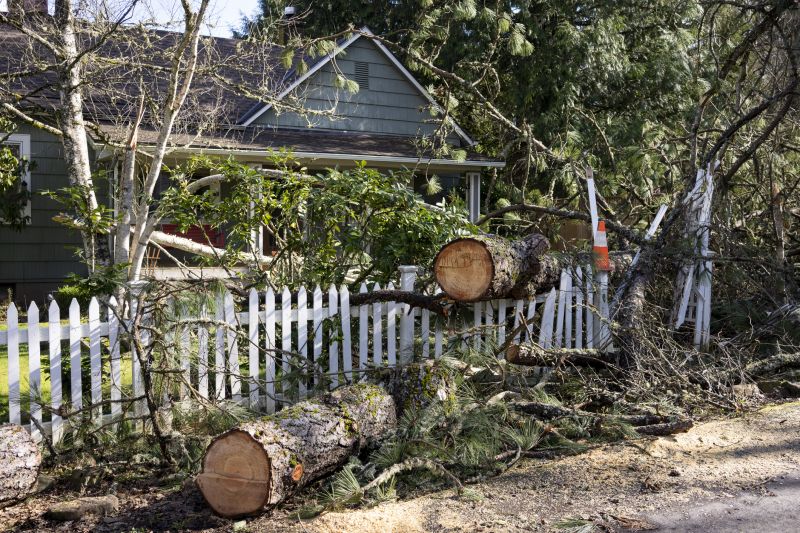 Debris Removal in Yard