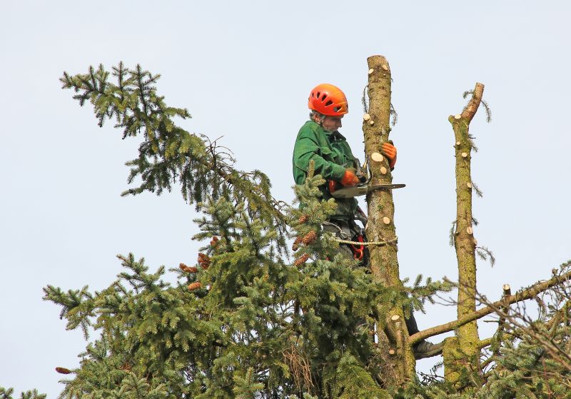 Winter Tree Cutting