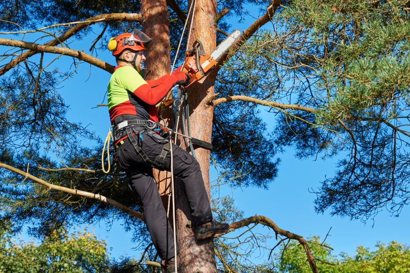 Tree Cutting in Action