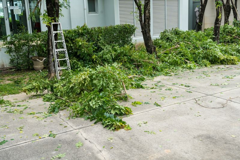 Landscape After Tree Removal