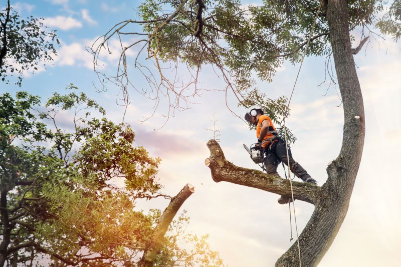 Tree Climbing Experts